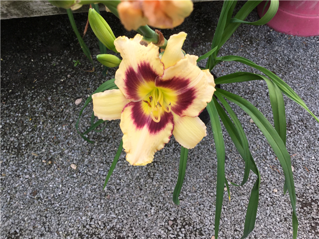 Hemerocallis 'Canadian Border Patrol' 3L