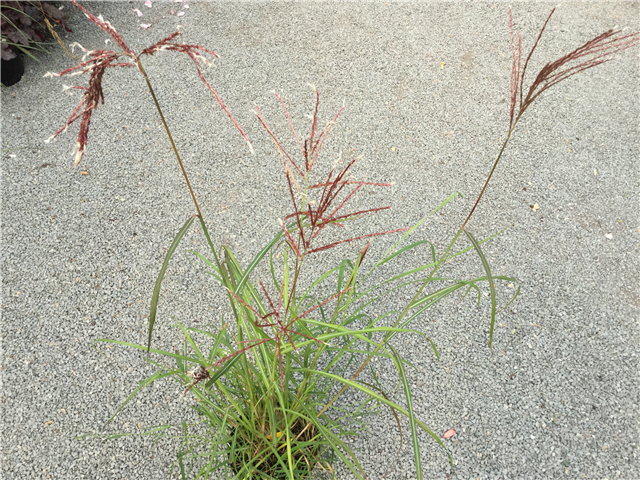Miscanthus sinensis 'Ferner Osten' 3ltr