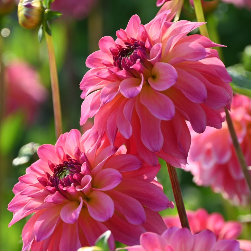 Dahlia Belfloor