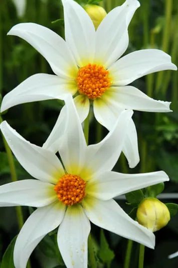 Dahlia Honka White