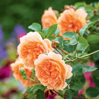 David Austin Rose Dame Judi Dench