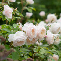 David Austin Rose Desdemona