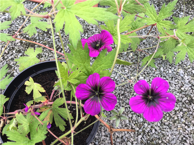 Geranium Ann Folkard 3L