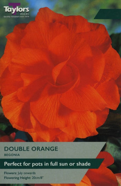 Begonia Double Orange