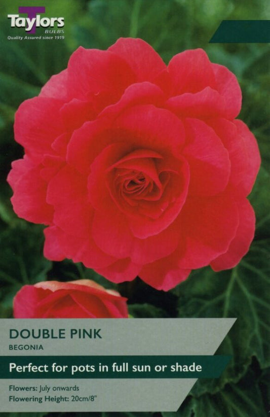 Begonia Double Pink