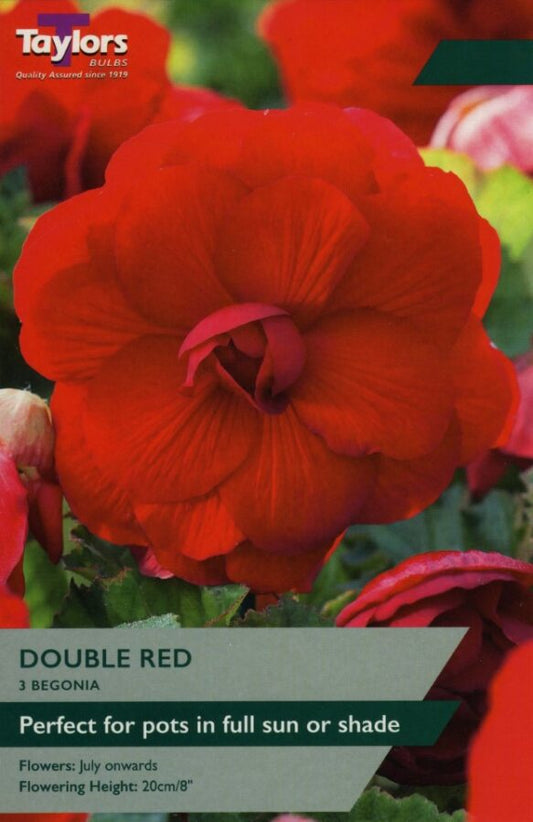 Begonia Double Red