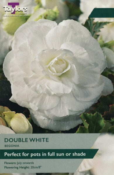 Begonia Double White