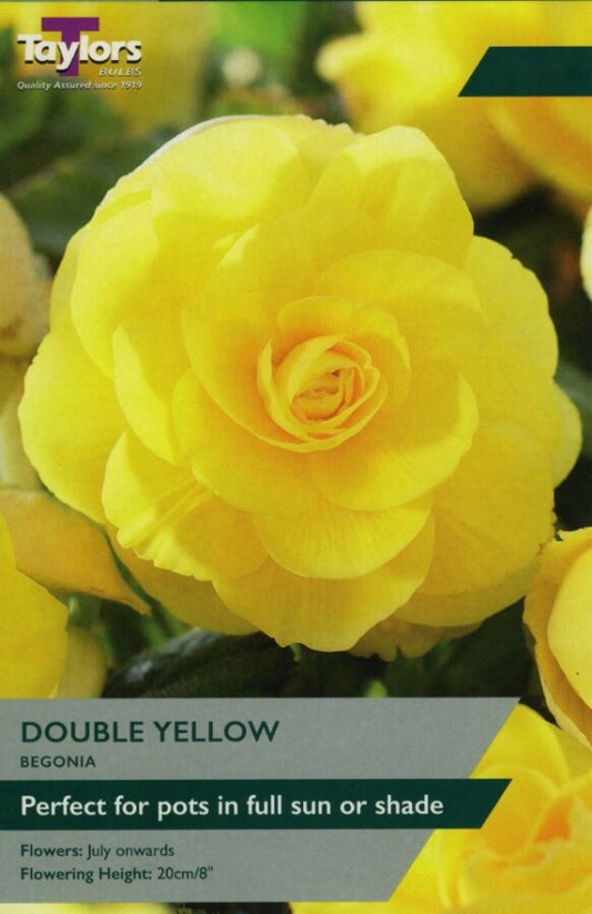 Begonia Double Yellow
