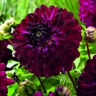Dahlia Blue Bird