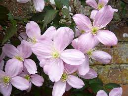Clematis montana 'Elizabeth' 2.4m xl espalier 35ltr