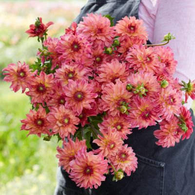 Dahlia Belfloor 3ltr