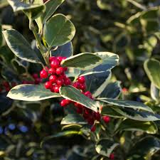 Ilex 'Alaska' pyramid self pollinating female 7.5ltr