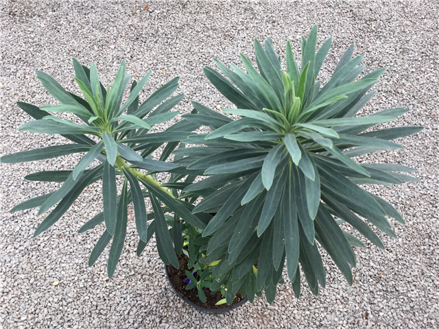 Euphorbia Blue Wonder 3ltr