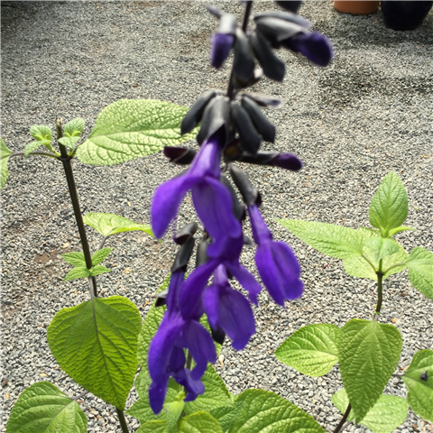 Salvia guarantica 'Dark Blue' 2ltr