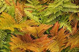 Dryopteris erythrosora 'Brilliance' 3ltr