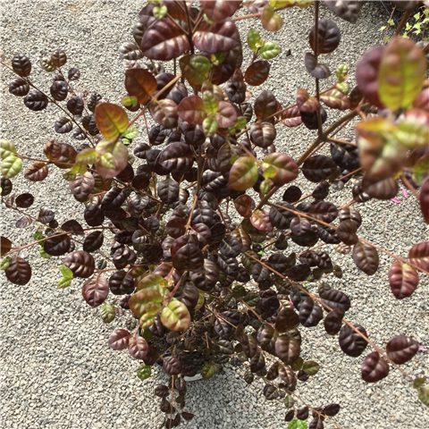 Lophomyrtus x ralphii 'Black Pearl' 2ltr