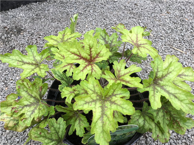 Heucherella 'Diamond Revolution' 3L
