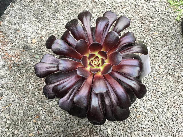 Aeonium Hybrid Kiwi 3ltr