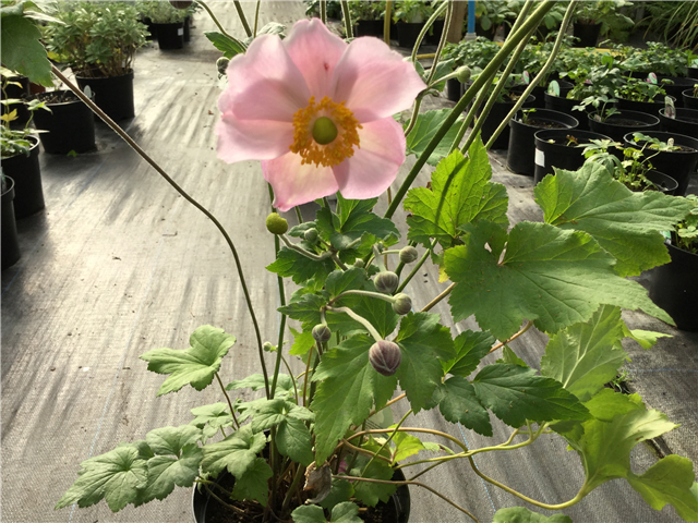 Anemone x hybrida 'Lorelei' 3L