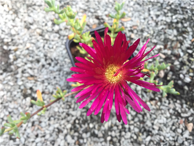 Lampranthus 'White' 9cm