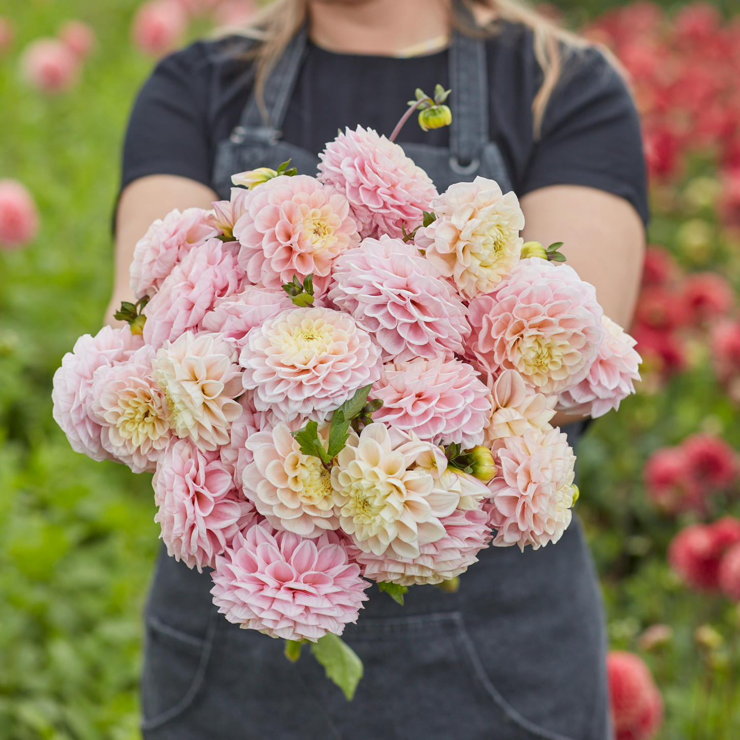 Dahlia Opal 3ltr