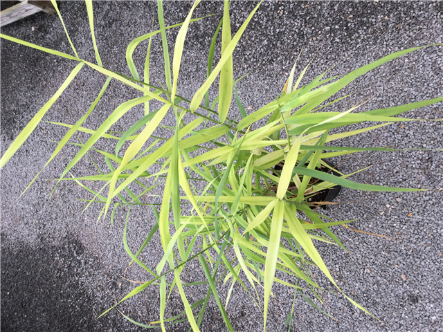 Miscanthus sinensis 'Kleine Fontaine'
