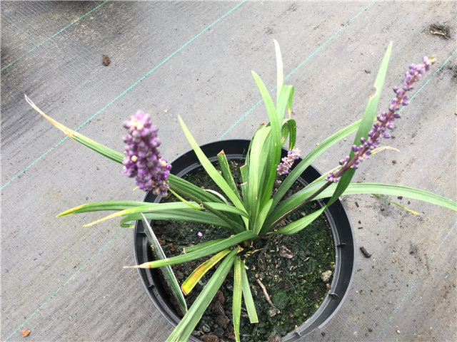 Liriope Muscari Amethyst 3L