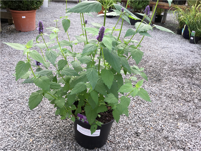 Agastache 'Black Adder' 2L
