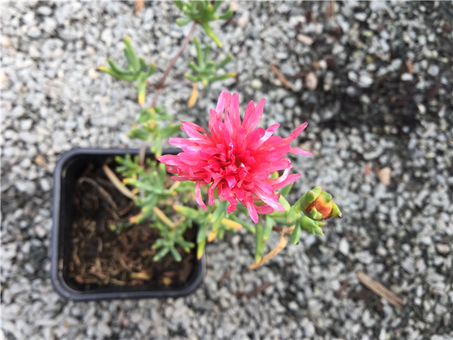 Lampranthus 'Pink' 9cm
