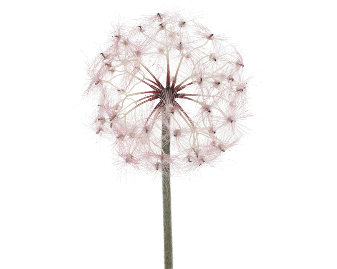 Kaemingk Pink Dandelion 90cm