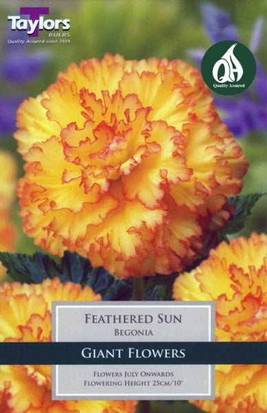 Begonia Feathered Sun