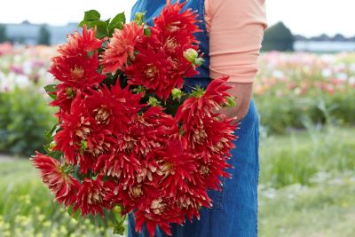 Dahlia Vulcan 2ltr
