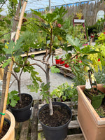 Ficus carica Fig (Small)