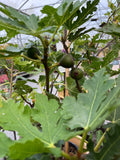 Ficus carica Fig (Large)