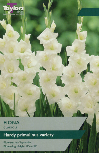 Gladioli Fiona
