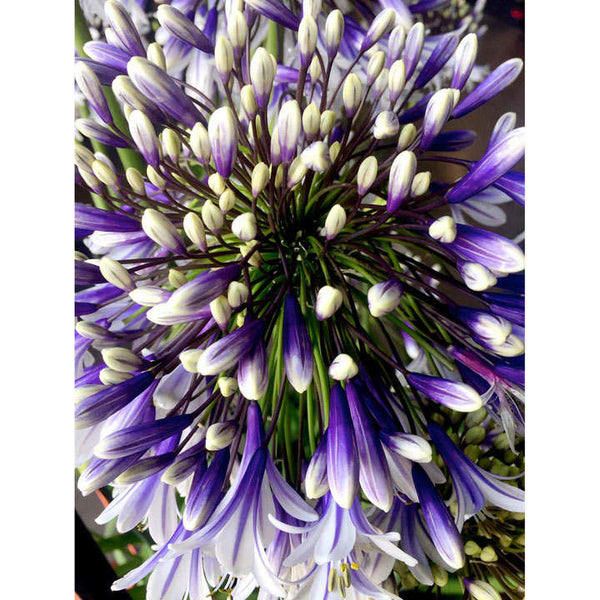 Agapanthus Fireworks