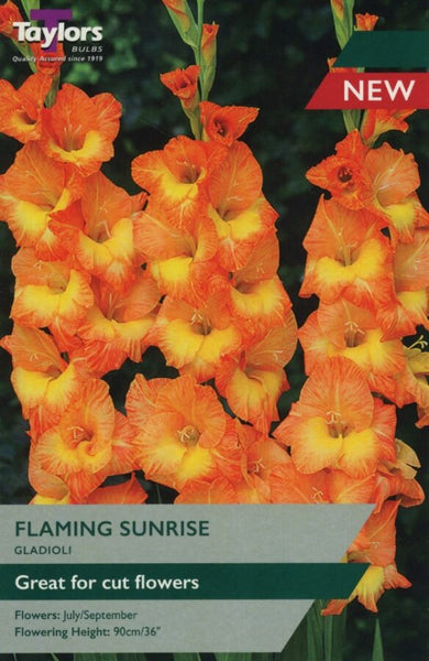 Gladioli Flaming Sunrise