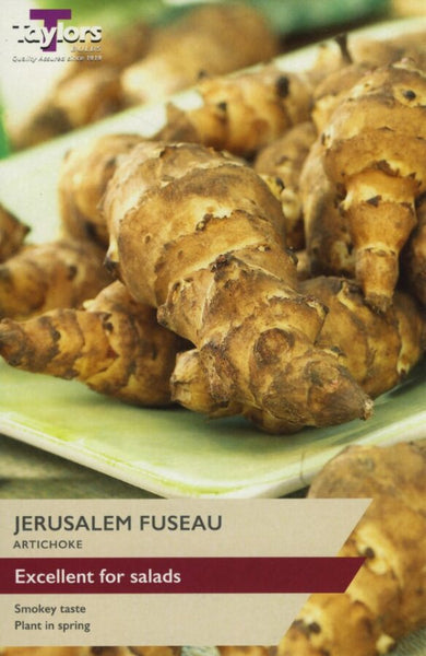 Jerusalem Artichoke Fuseau
