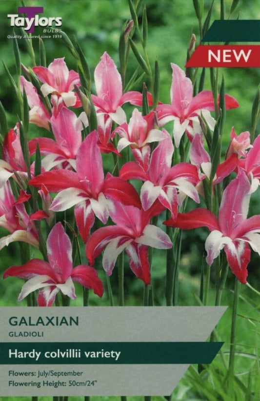 Gladioli Galaxian