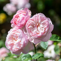 David Austin Rose Gentle Hermione