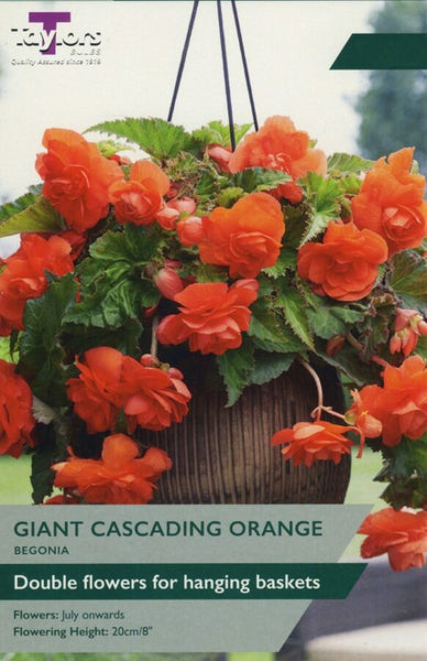 Begonia Giant Cascading Orange