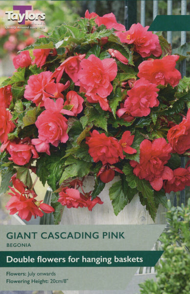 Begonia Giant Cascading Pink