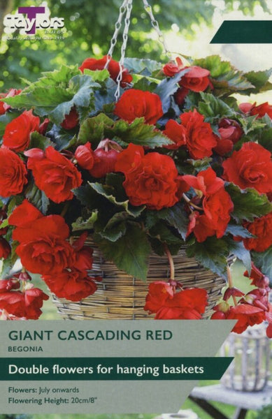 Begonia Giant Cascading Red