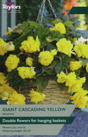 Begonia Giant Cascading Yellow