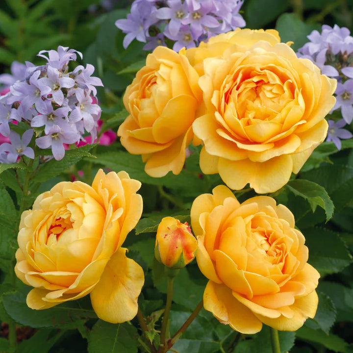 David Austin Rose Golden Celebration