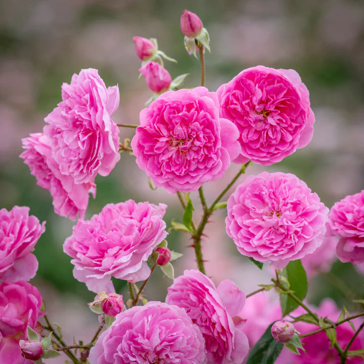 David Austin Rose Harlow Carr