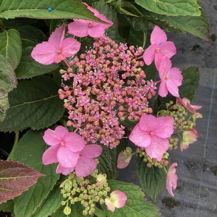 Hydrangea serrata Magic Pillow 3L