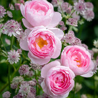 David Austin Rose Scepter'd Isle