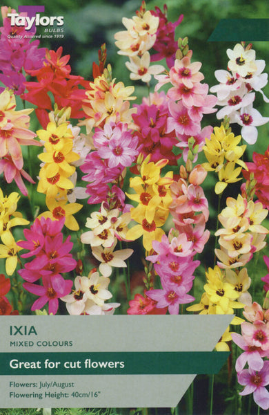 Ixia Mixed Colours