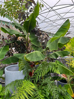 Musa Dwarf Cavendish Banana